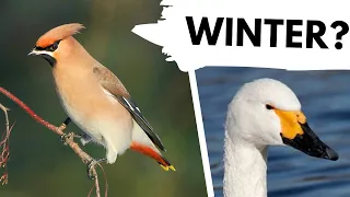 Five BIRDS that you can only see in WINTER!