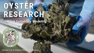 Oyster Research: Habitat Suitability Modeling