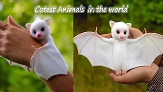 Cute Little Puppies, cutest animals on tiktok, Funniest Animals - Best Funny Animal Videos 2021, #39