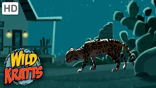 Wild Kratts | Searching For An Ocelot | Animals