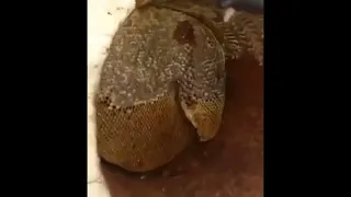 Honey Compilation   Wild honey harvesting   Satisfying videos