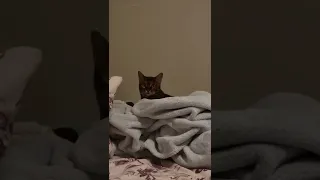Bengal cat meow-yawn