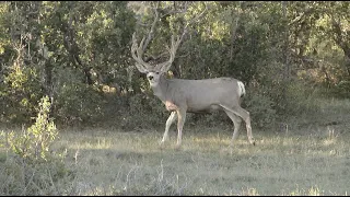 Giant Colorado Muleys- Web Promo- Winchester Deadly Passion