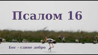 Псалом 16 🦢 Бог -  це єдине добро 🦢🦤🦢 псалом українською мовою, переклад І. Хоменка 🦢🦤