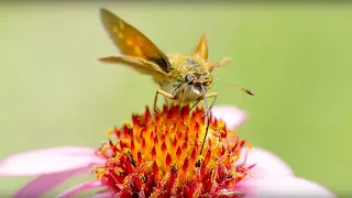 Reintroducing the Dakota skipper to Minnesota's Prairie