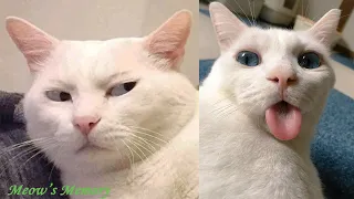Try Not To LAUGH CATS Videos 😁 Funny Cat Memory 😹😍 #6