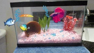 SETTING UP BETTA TANKS: HOW-TO