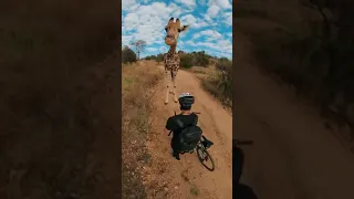 Этот Жираф останавился, чтобы обнюхать парня на велосипеде - что бы вы сделали?