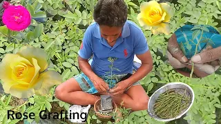 Rose plant grafting technique || Rose bud grafting || How to Graft rose plant || Grafting plants ||