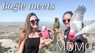 Two Galahs FLY Together (Kinda) | Bogie Meets Momo!!!