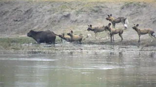 Wild dogs attack and kill a young Buffalo