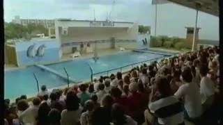Anti whale and dolphin captivity documentary