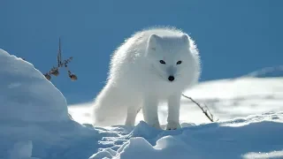 Adorable Arctic  Fox Hunting - Funny Video🦊👍