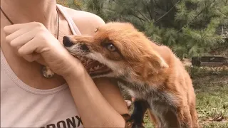 Пусть лиса укусит 😄 Let the fox bite