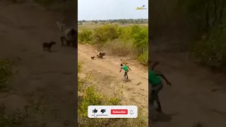 Wild Boar Hunting with Dog