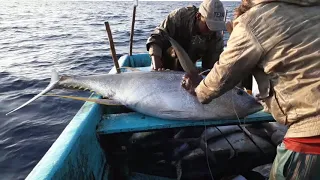 Longline Fishing For Tuna Fish Amazing fishing video in Indian Ocean