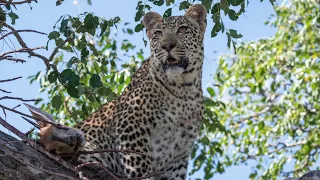 On the Beat in the Manyeleti #6: Leopard kill