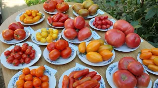 Великі салатні сорти помідорів. А які ви вже спробували?