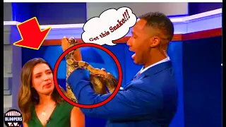 THE FUNNIEST ANIMAL NEWS BLOOPERS (2020)
