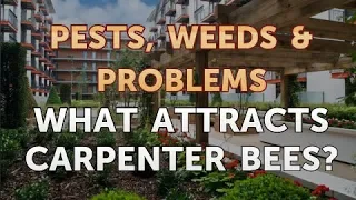 What Attracts Carpenter Bees?