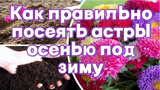 Как правильно посеять астры осенью под зиму