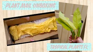 Unbox with me - Tropical Plants FL | Plant mail