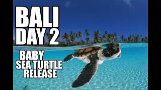 Bali Turtle Conservation and Education Centre | Baby Sea Turtle Release | Bali Vacation: Day 2