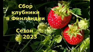 Татьяна. Сбор клубники на полях в Финляндии 2023. Как быстро и вкусно заготовить клубнику на зиму