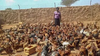 Chicken Queen | Dryland Farmer From 100 Chicken now  8,000 Chicken & 1,500 Mudfish