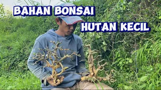 Bahan bonsai gaya hutan kecil