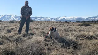 AKC Field Trial and Hunt Test Training Day - GSPC of Reno