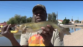 GILA RIVER & PHOENIX CANAL FISHING