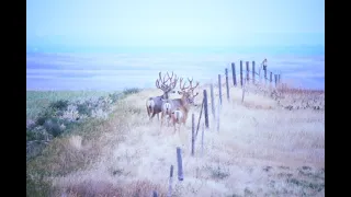 195 inch Mule Deer Hunt with a Muzzleloader