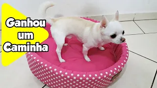 Chico o Chihuahua em "Ganhou uma Caminha!!!"