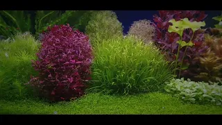 Tropica Soil Tag 76 Rückschnitt#aquasoil #aquascape#amazing#aquarium#wachstum#holland#dutchstyle#sub