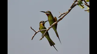 Jambo Kenya - Lake Baringo & Kerio Valley Wildlife (Episode 3)