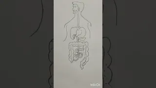 Human Digestive system diagram & it's parts