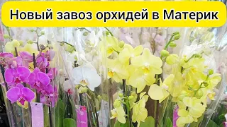 Интересный НОВЫЙ ЗАВОЗ орхидей ОБЗОР орхидей в магазине
