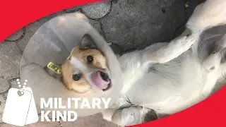 Marine reunites with 3-legged pup he met overseas