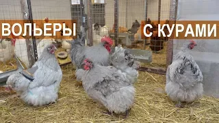 🐓 Орпингтон, брама, кохинхин в вольерах. 🐔. Хозяйство Сергея Фоменко.