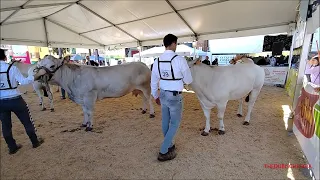 20^MOSTRA BOVINI DI RAZZA PIEMONTESE : SFILANO LE VACCHE A FOSSANO (CN) DOM. 24 - 3 - 2024.