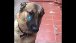 AYY GTFO Dog meme, but he listens