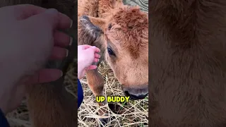 Baby bison born without a leg.. what can we do? 🥺🦬#pet #daily #yellowstone #farm #fyp #bison #viral