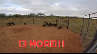 More wild hogs trapped from the hayfield with Muddyfeet