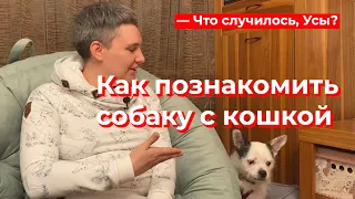 Что случилось, Усы? Как познакомить собаку с кошкой