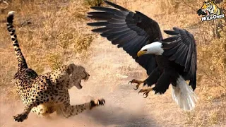 Eagles Hunt Their Prey Without Mercy