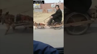C’est machiavélique de faire subir ça à ce pauvre petit chien (Chine)