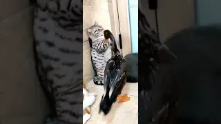 Funny Cats vs Duck 😂🦆#shorts #shortvideo #cutecat #cat