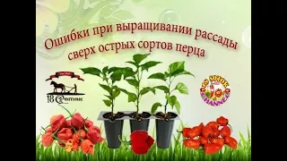 Ошибки при выращивании рассады сверх острых сортов перца