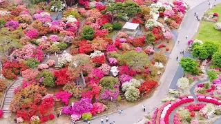 【ぐんまの花の名所・5選】うねるような立体感　館林・つつじが岡公園